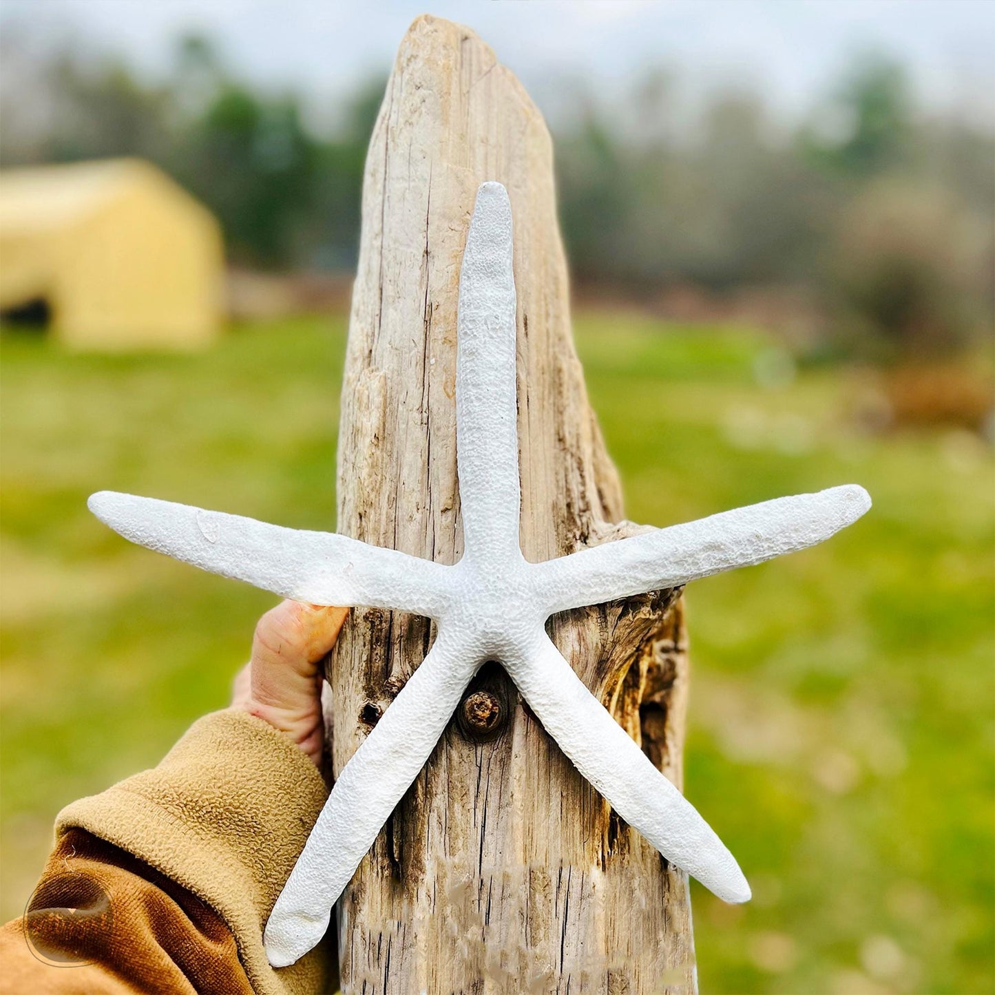 a person holding a white starfish on top of a wooden pole
