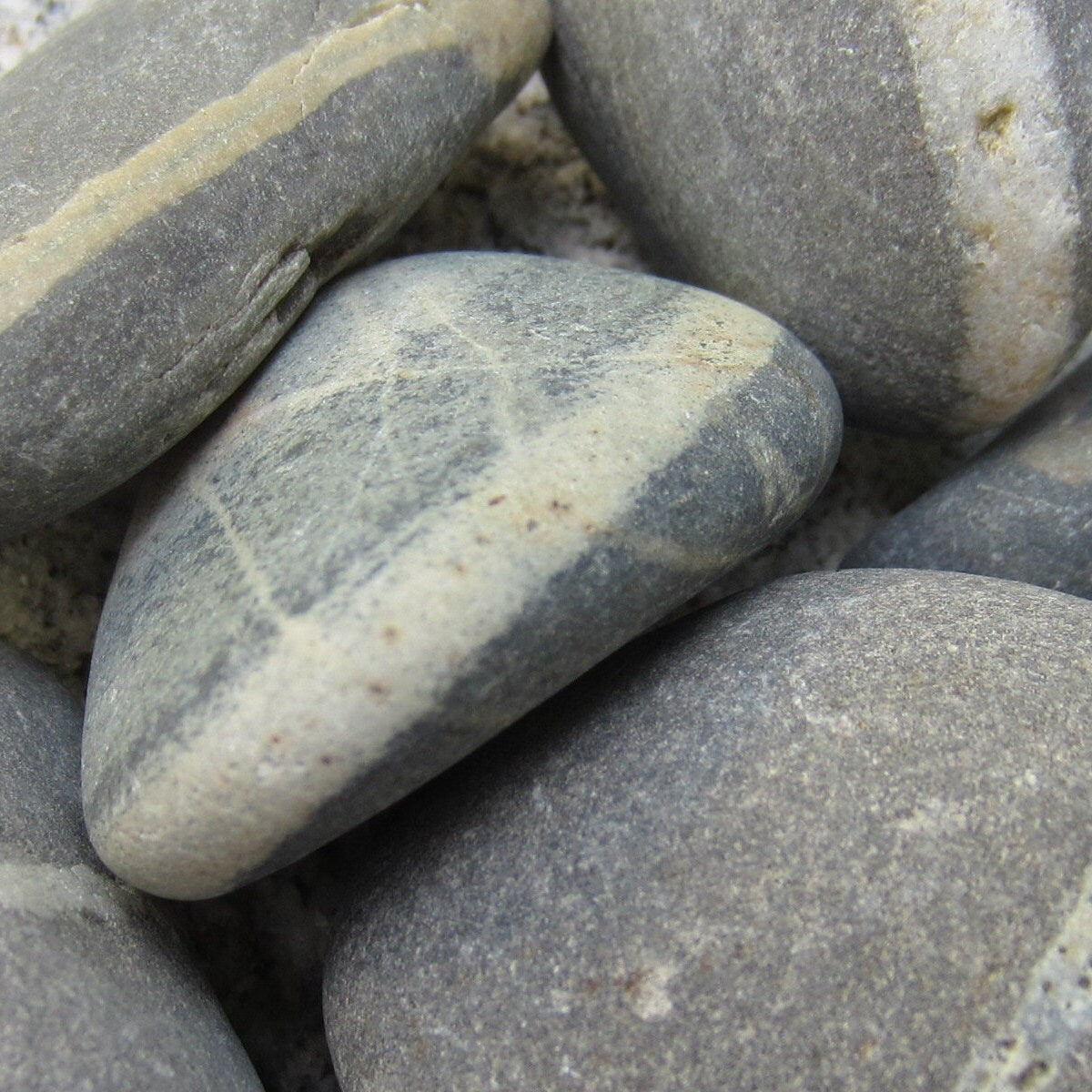 Lucky Wish Stones - 10 Maine Beach Stones with Single White Ring 2-2.5"