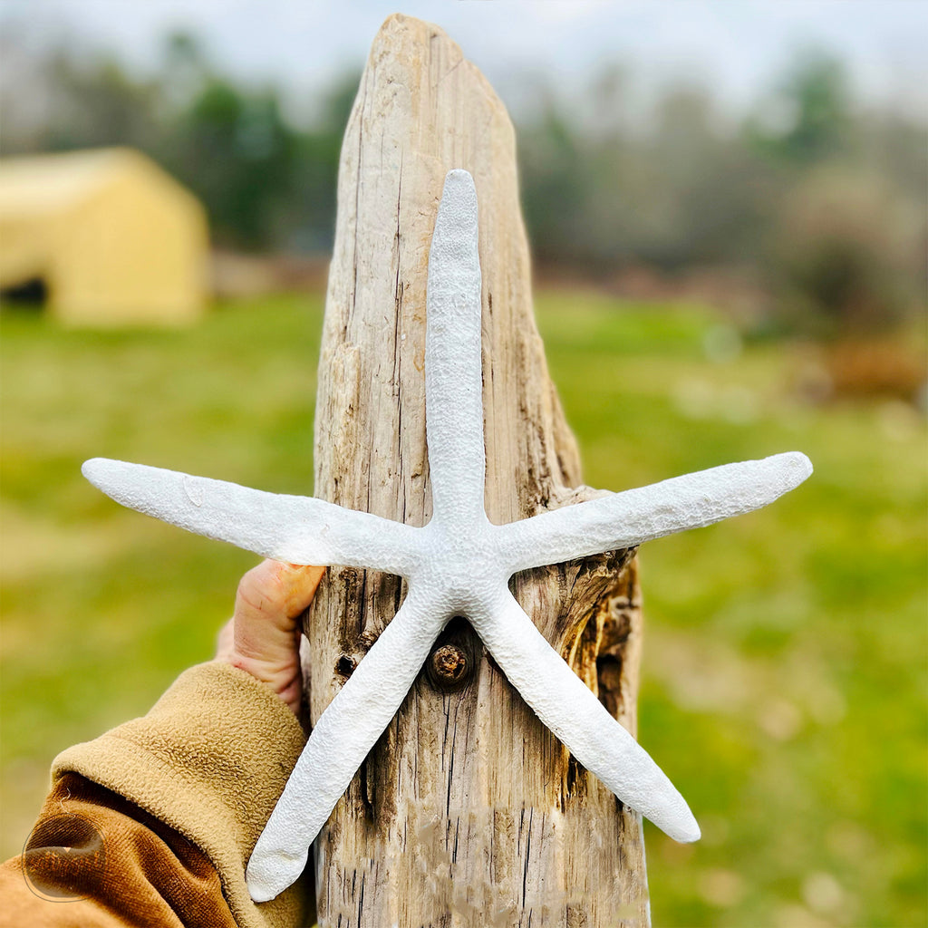 large driftwood tree topper with starfish